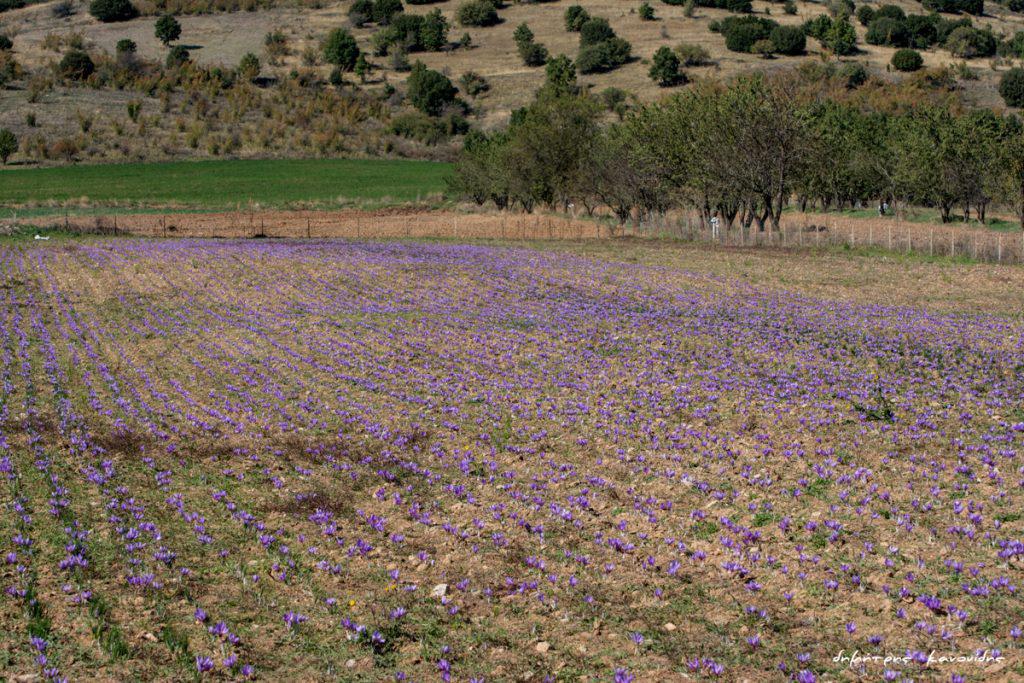 κρόκος-κοζάνης-η-κλιματική-κρίση-απει-505862