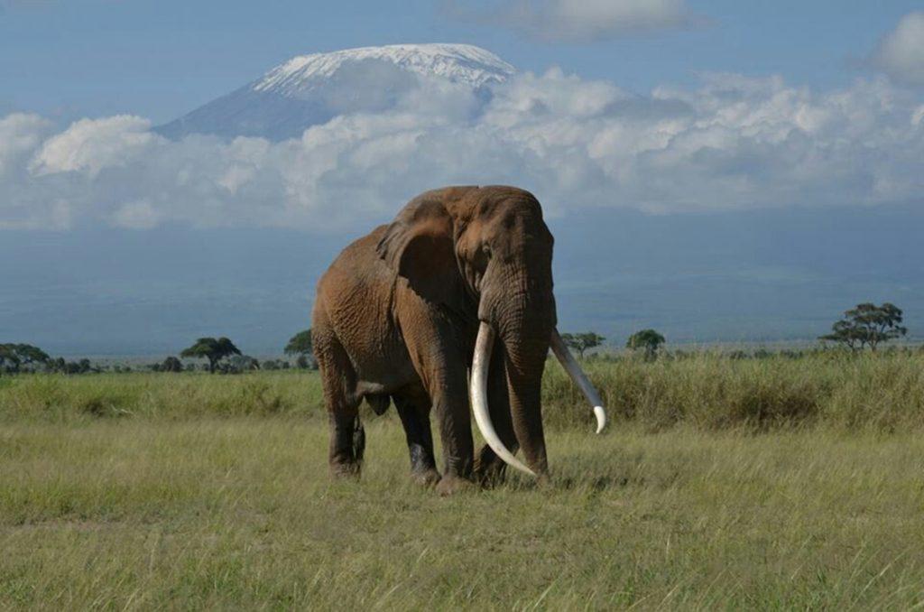 κένυα-nεκρός-ο-τελευταίος-ελέφαντας-με-549132