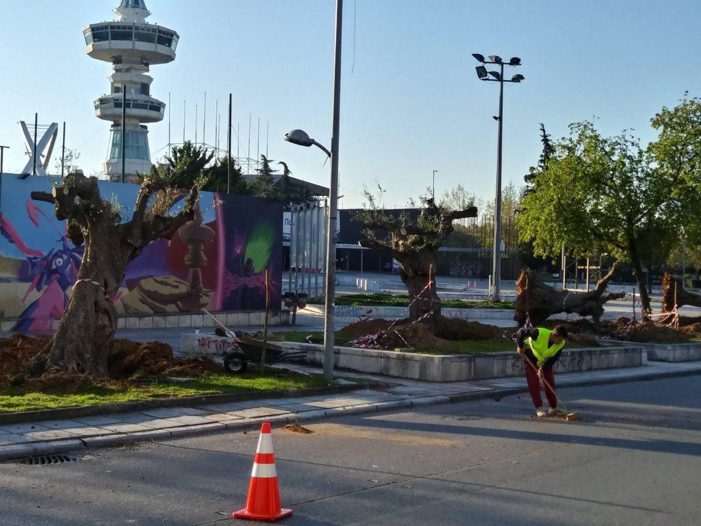 φυτεύονται-οι-ελιές-στην-οδό-αγγελάκη-578987