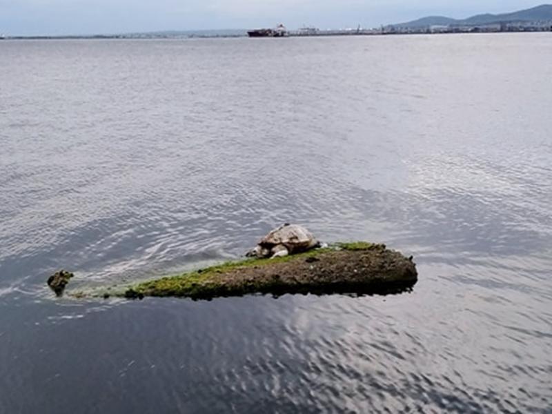 θαλάσσια χελώνα 1