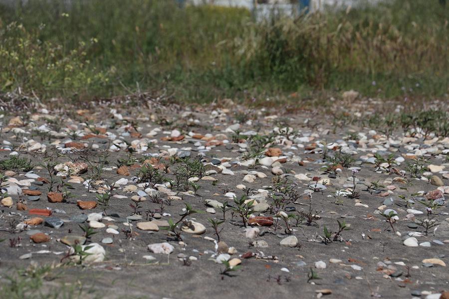 Charadrius alexandrinus2