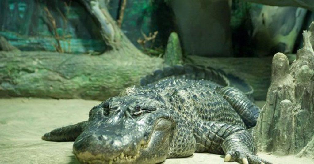 πέθανε-ο-σάτουρν-ο-αλιγάτορας-θρύλος-τ-600796