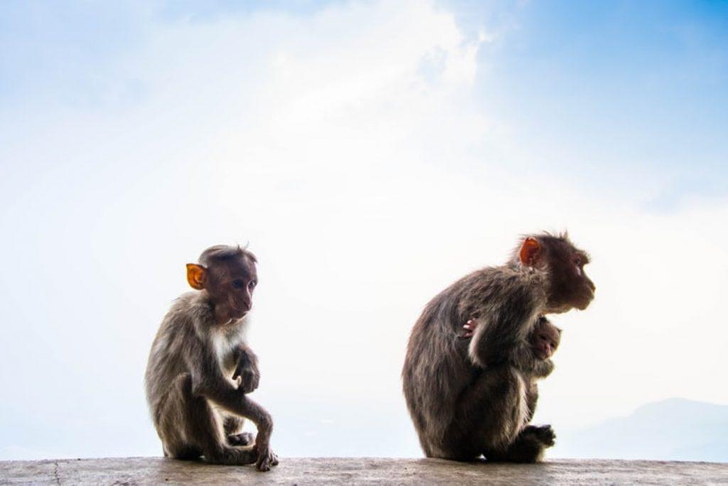 ινδία-μαϊμούδες-έκλεψαν-από-έναν-υγει-604100