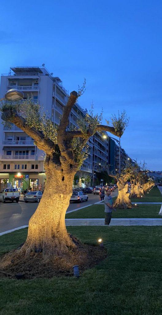 ελαιόδεντρα Αγγελάκη 2