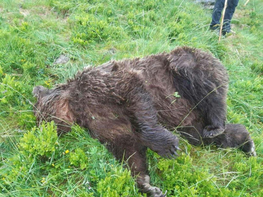 αρκούδα-σκοτώθηκε-από-πυρά-στα-γαλλικ-609452