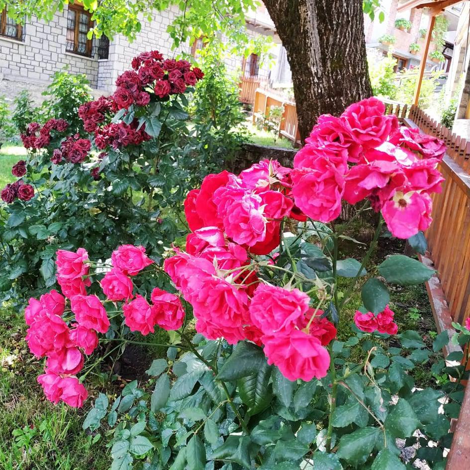 μετσοβο φυση