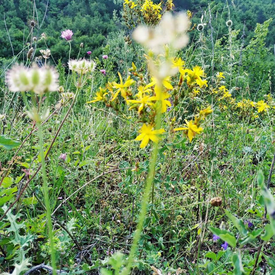 χαραδρα του Βίκου