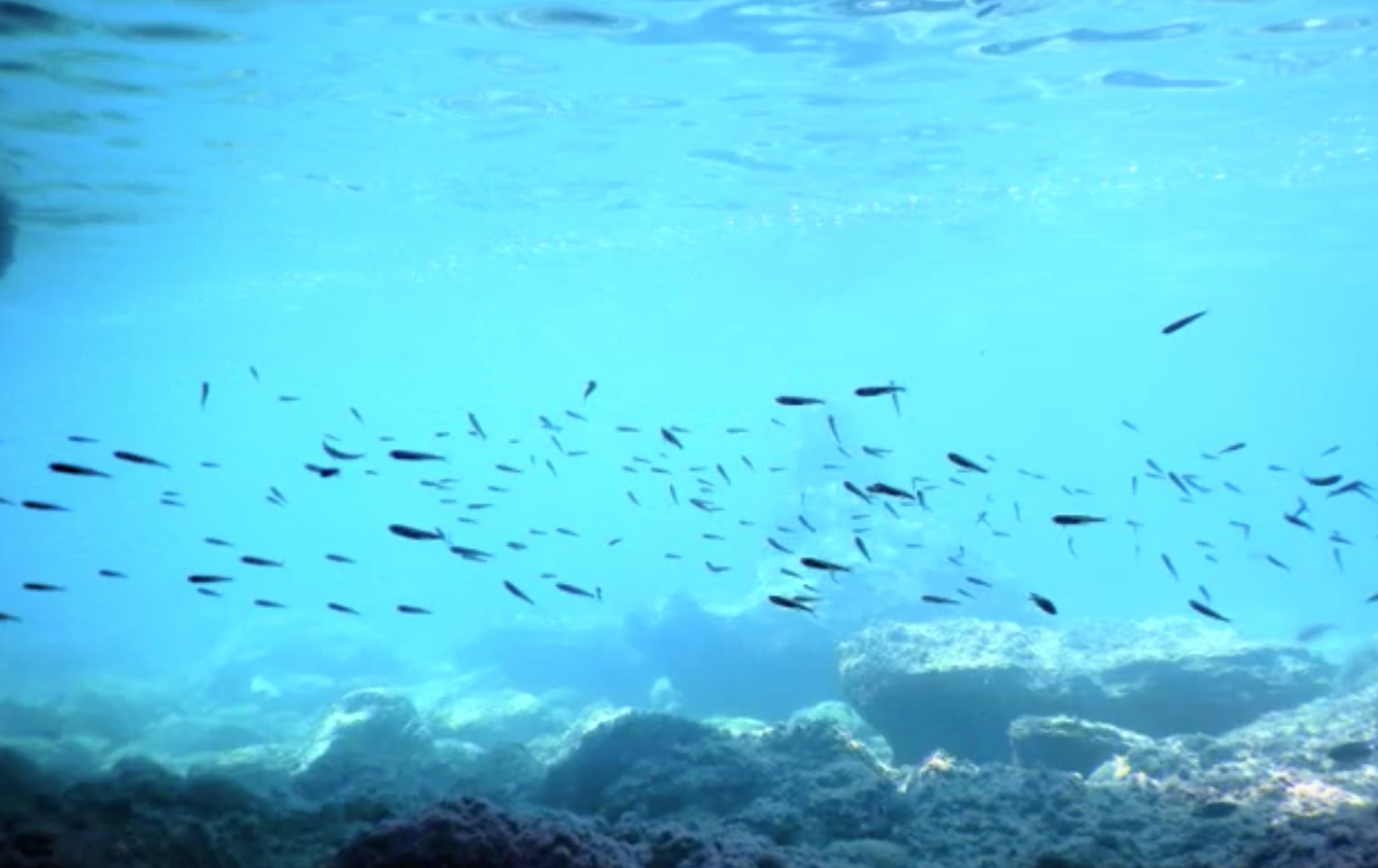 Σπηλιές θαλασσινες