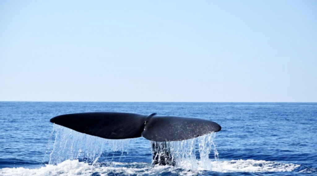 εικόνες-τεράστια-φάλαινα-φυσητήρας-σ-649283