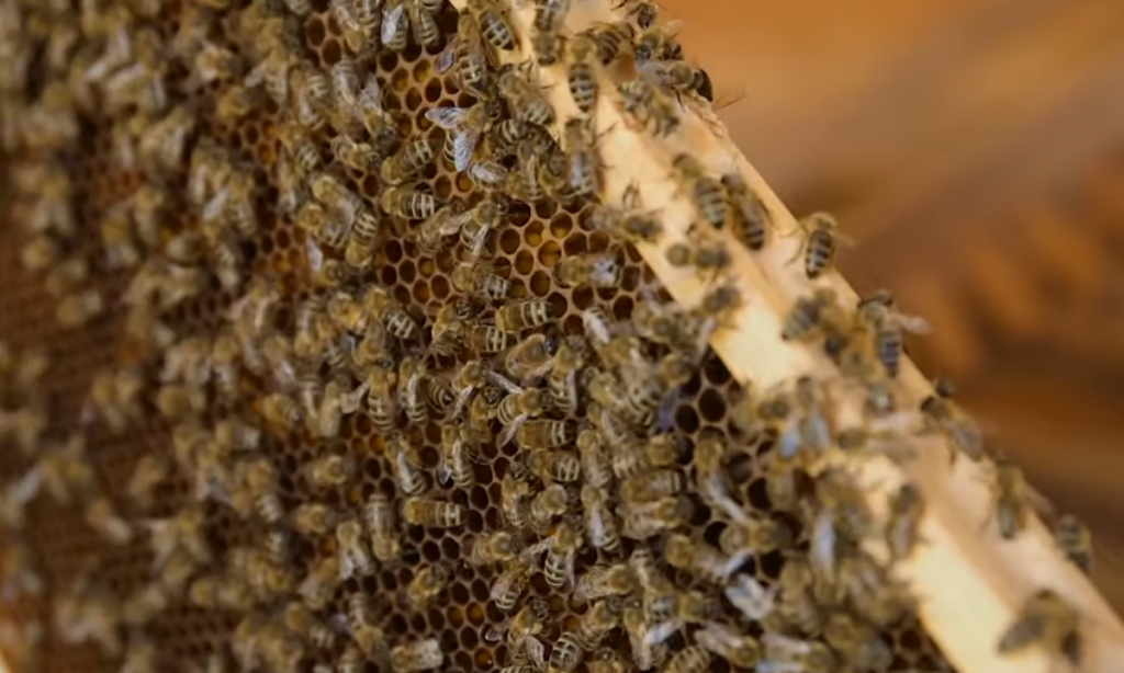 μελισσοκομία-και-πανδημία-προβλήματ-637592