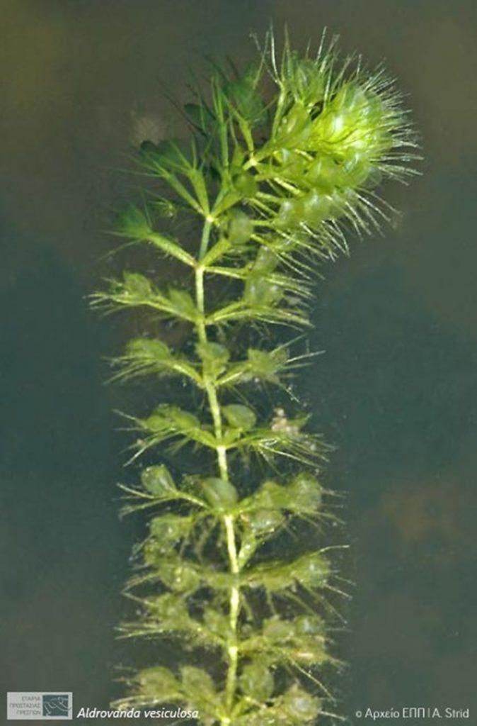 Aldrovanda+vesiculosa+_3