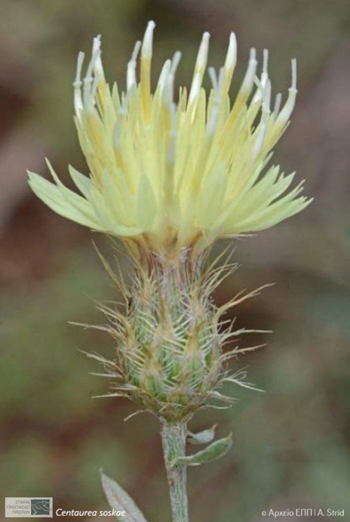 Centaurea+soskae_1