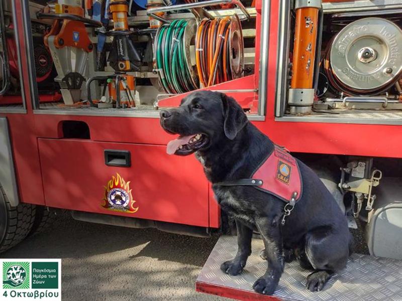 πυροσβεστική ζώα