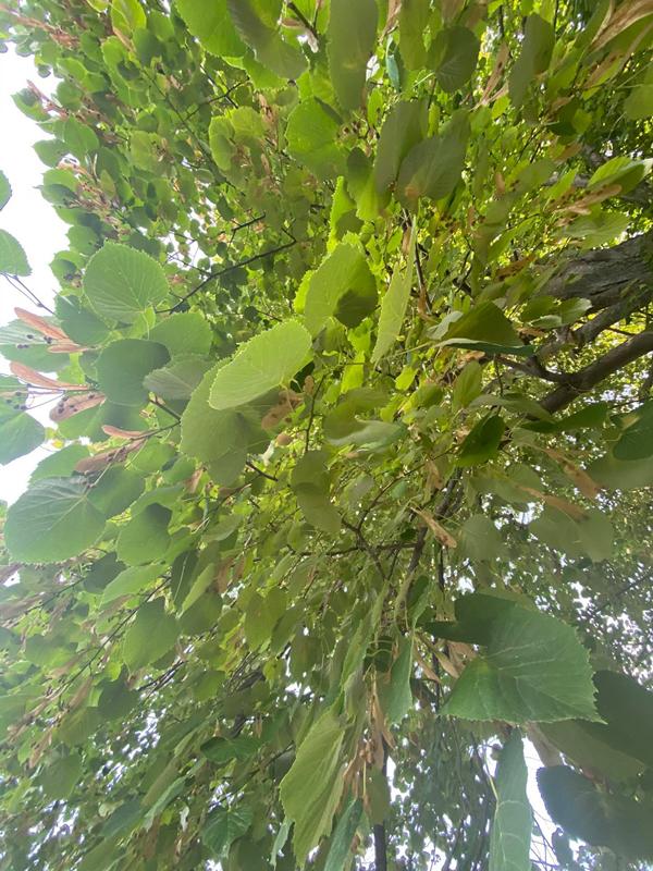 φυτά δέντρα ατμοσφαιρική ρύπανση 1