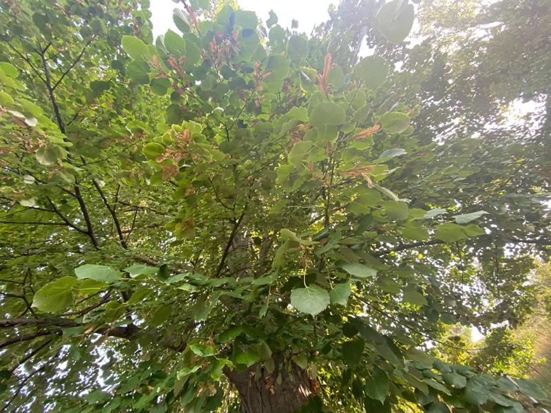 φυτά δέντρα ατμοσφαιρική ρύπανση