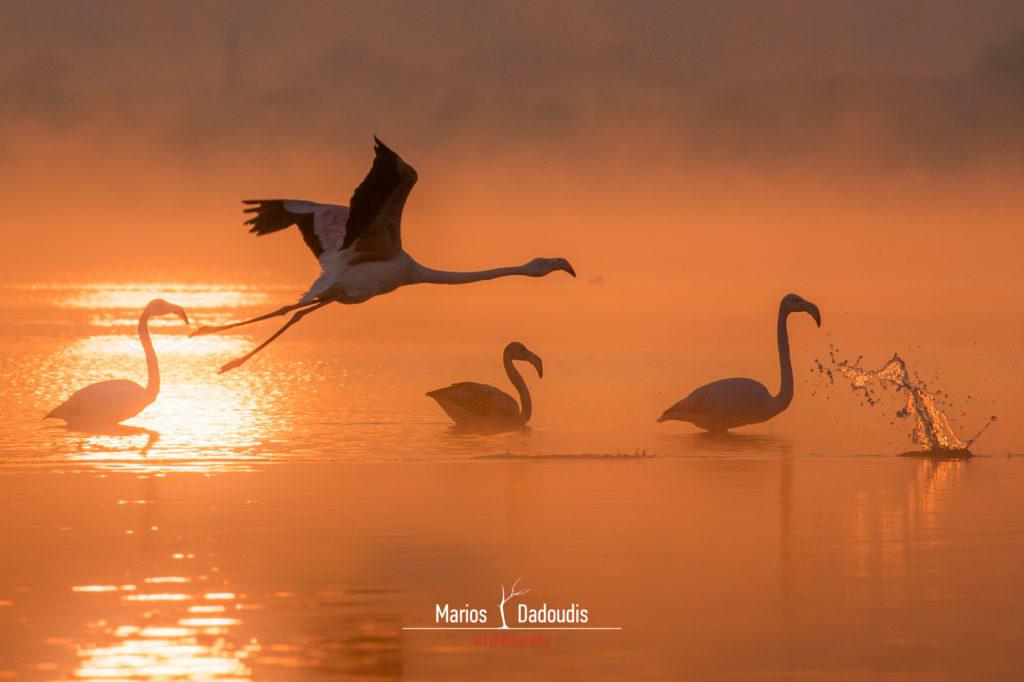 flamingosis-η-πρωινή-τέχνη-των-φλαμίνγκο-της-κο-686424