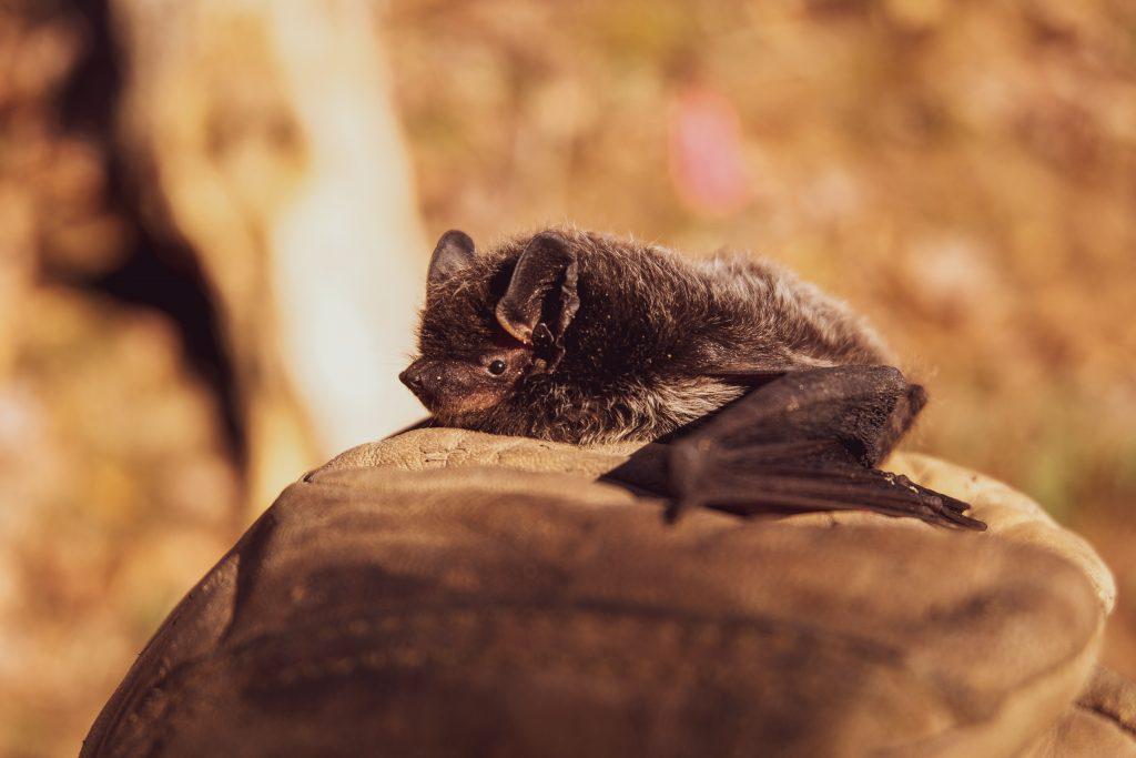 νέα-ζηλανδία-είδος-νυχτερίδας-αναδεί-685848