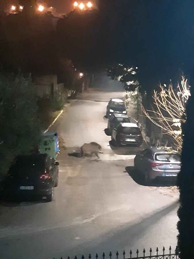 αγριογουρουνο πανοραμα