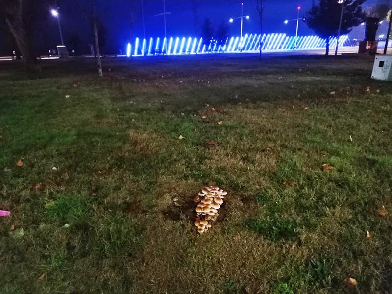 μανιταρια Nέα Παραλία 1