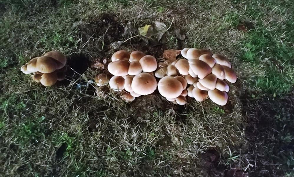 μανιταρια Νέα Παραλία 3