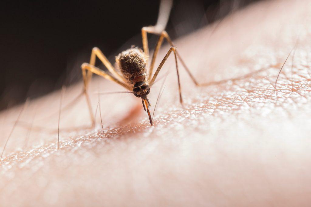 αυστραλία-τα-κουνούπια-μεταδίδουν-σπ-707589
