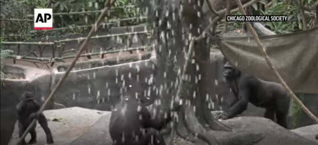 video-έβρεξε-ποπ-κορν-σε-ζωολογικό-κήπ-712930