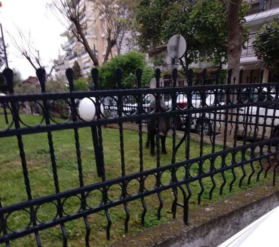 αγριογούρουνα 2