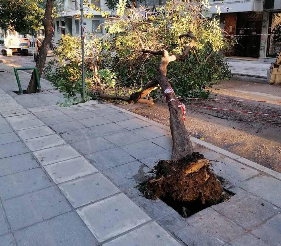 δέντρο-έπεσε-στο-κέντρο-της-θεσσαλονί-750565