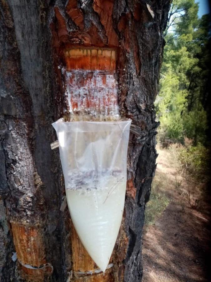 ρητίνευση 1