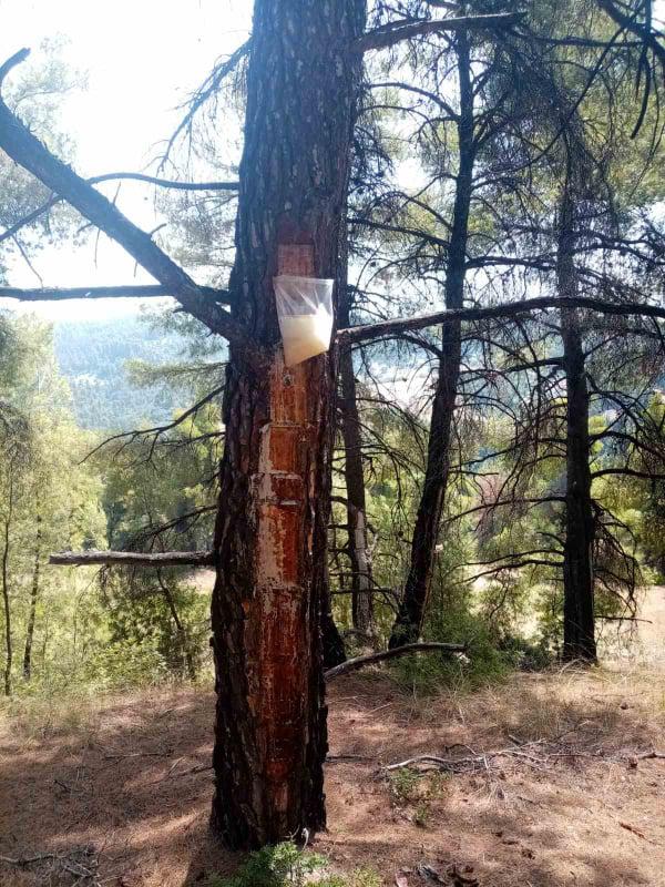 ρητινευση 4