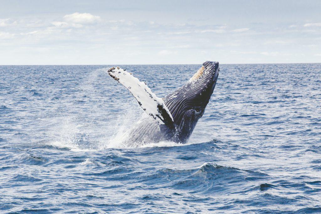 αυστραλία-φάλαινα-συγκρούστηκε-με-σκ-790838
