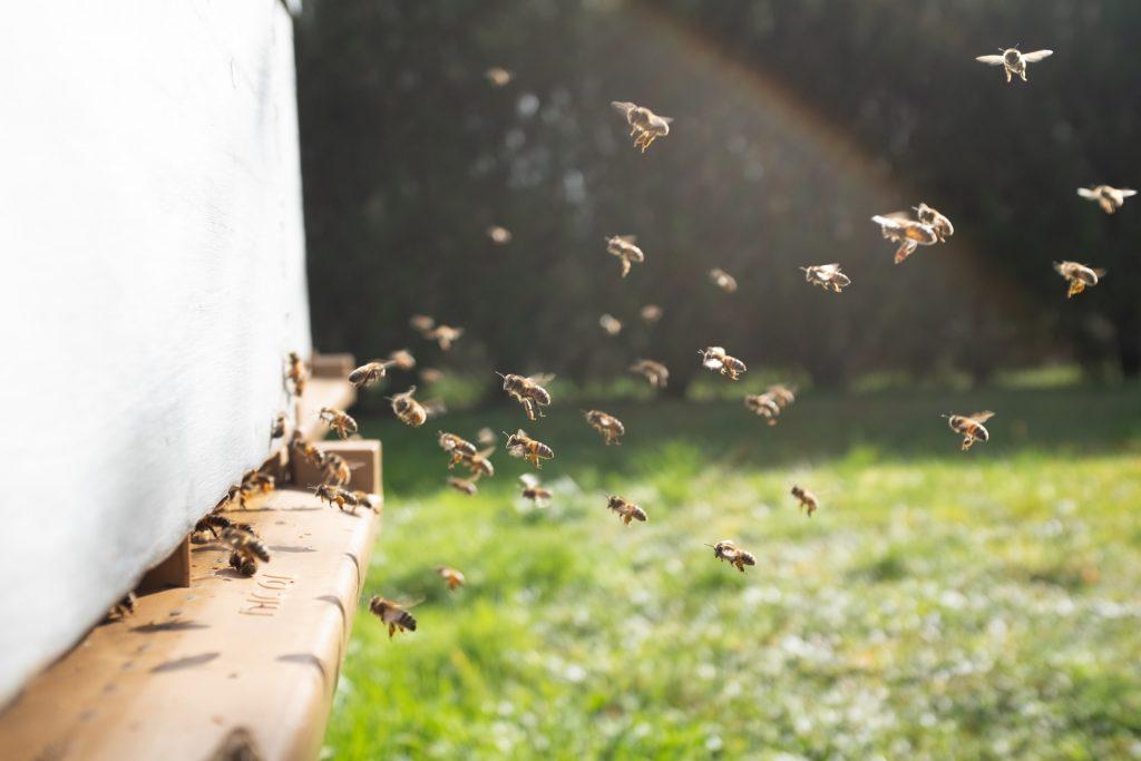 κινδυνεύει-η-μελισσοκομία-σήμερα-στη-817524