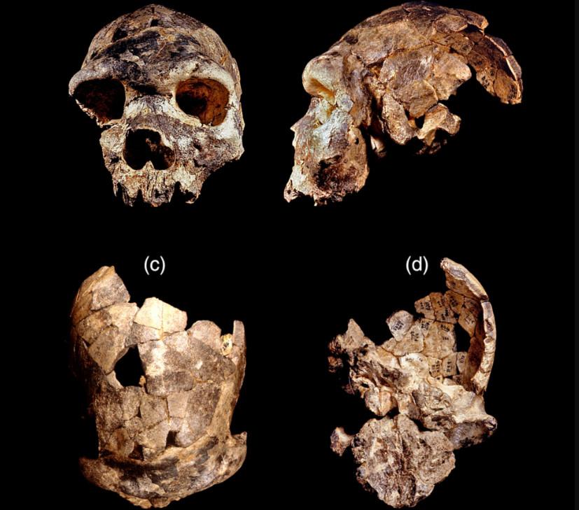 homo-bodoensis-ανακαλύφθηκε-νέος-πρόγονος-του-ανθ-836665