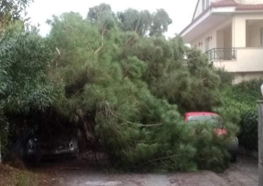 θεσσαλονίκη-έπεσε-μεγάλο-δέντρο-κατα-831725