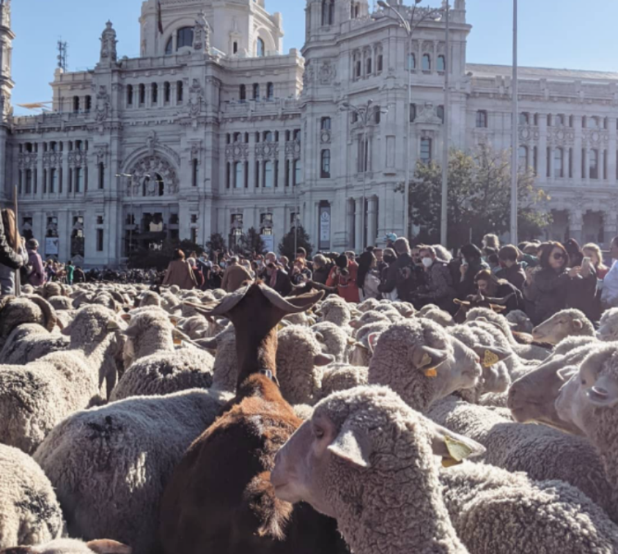 μαδρίτη-χιλιάδες-πρόβατα-κατέκλυσαν-834881