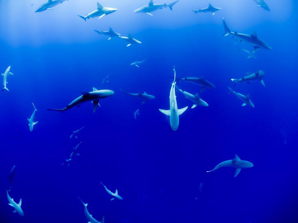 αυτοί-οι-καρχαρίες-έχουν-εθιστεί-στην-842121