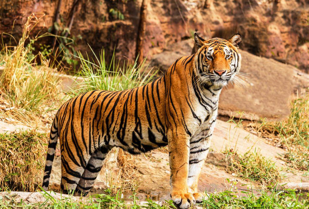 ασία-χιλιάδες-τίγρεις-βράζονται-σε-χύ-853704