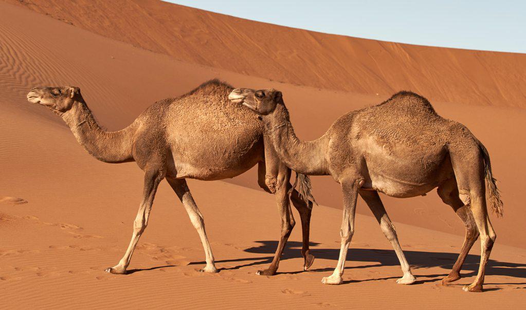 σαουδική-αραβία-43-καμήλες-εκτός-διαγων-855077