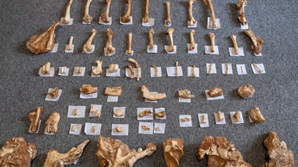 βρέθηκαν-απολιθωμένα-οστά-ζώων-που-έζ-863239