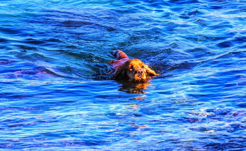 σαλαμίνα-σκύλος-κολυμπούσε-μεσοπέλα-866286