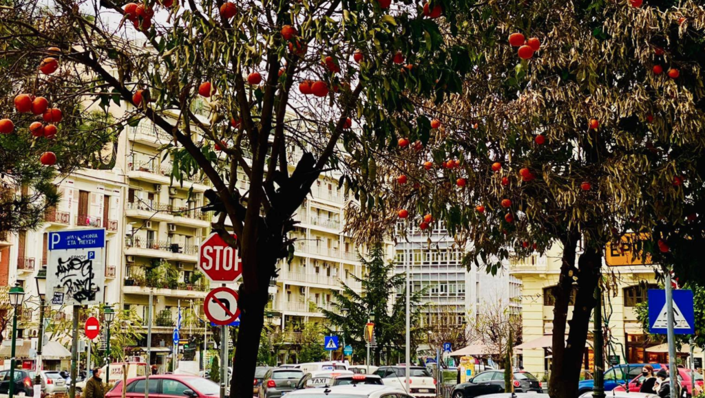 άμεση-παρέμβαση-για-τη-σωτηρία-των-τσι-868831