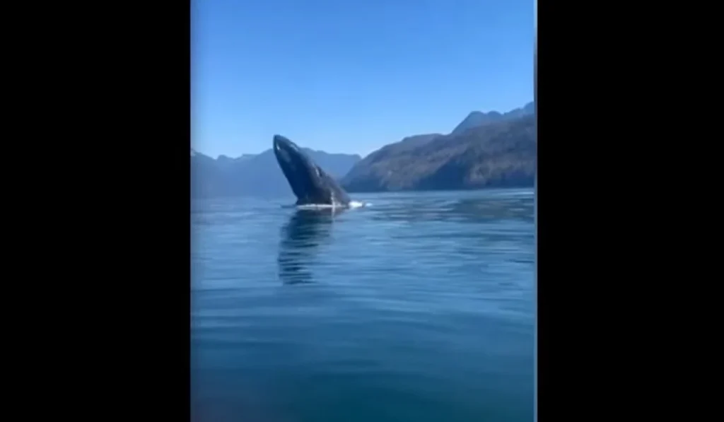 καναδάς-φάλαινα-κολυμπάει-δίπλα-σε-οι-913693