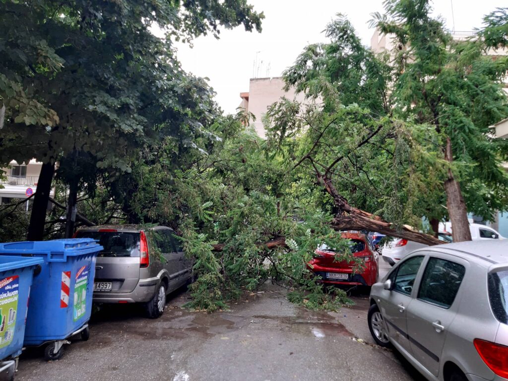 θεσσαλονίκη-πτώσεις-δένδρων-στην-κάτ-901170