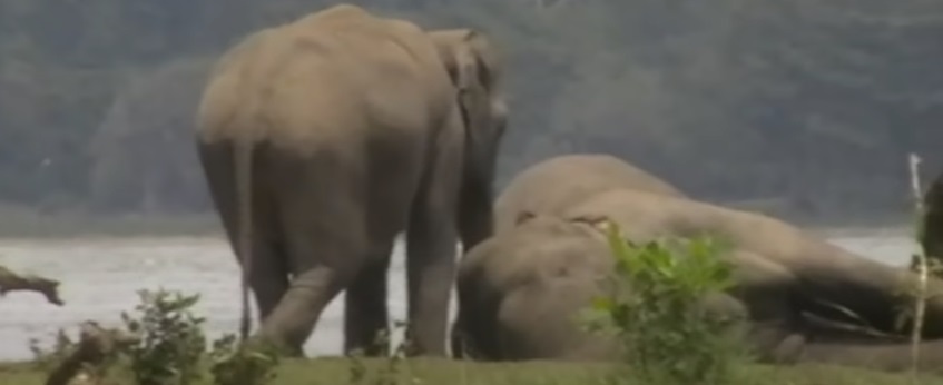 βιντεο-και-οι-ελέφαντες-θρηνούν-τους-ν-916305
