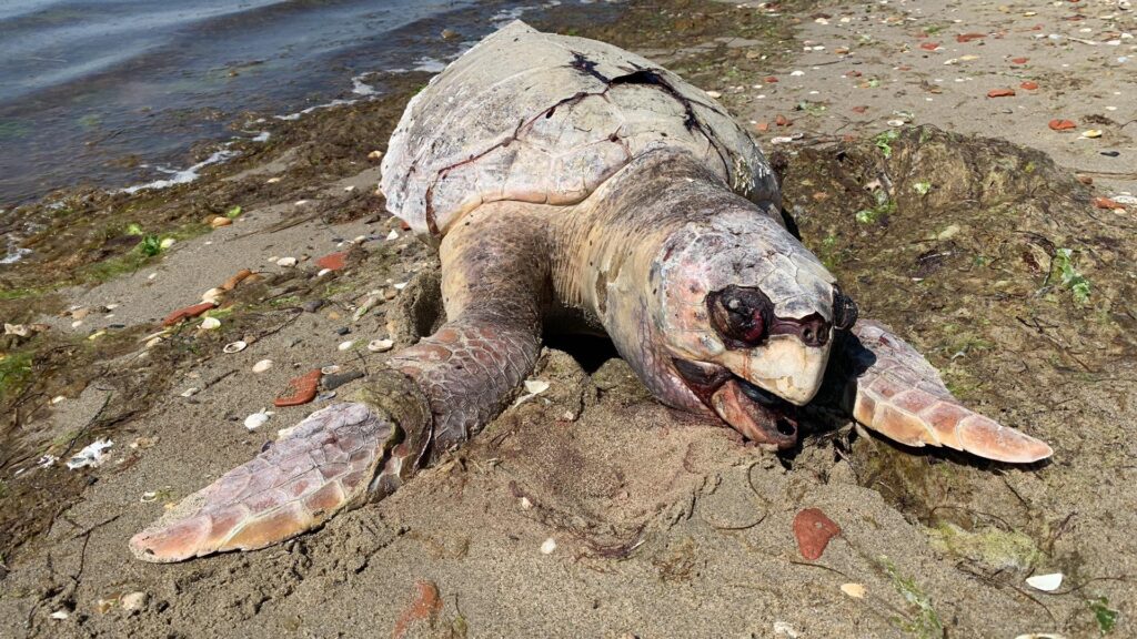 caretta-caretta-κείτεται-νεκρή-επί-πέντε-μέρες-στο-899975