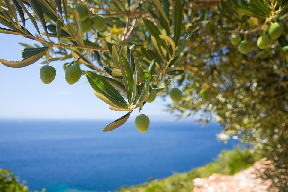 ορμύλια-χαλκιδικής-προβληματίζουν-ο-904182