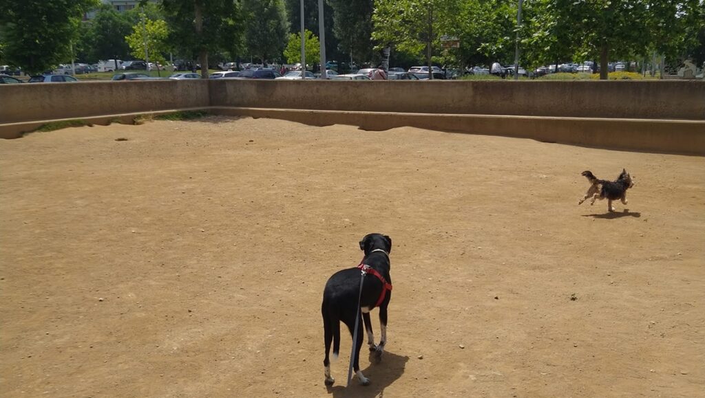 γιατί-τα-πάρκα-σκύλων-της-θεσσαλονίκη-906500