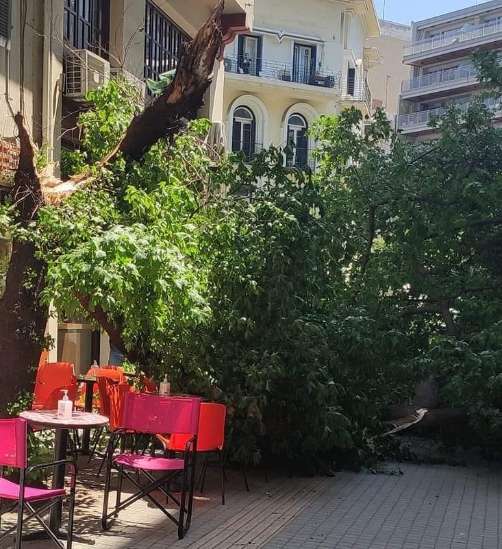 θεσσαλονίκη-δέντρο-έπεσε-πάνω-σε-τραπ-917020