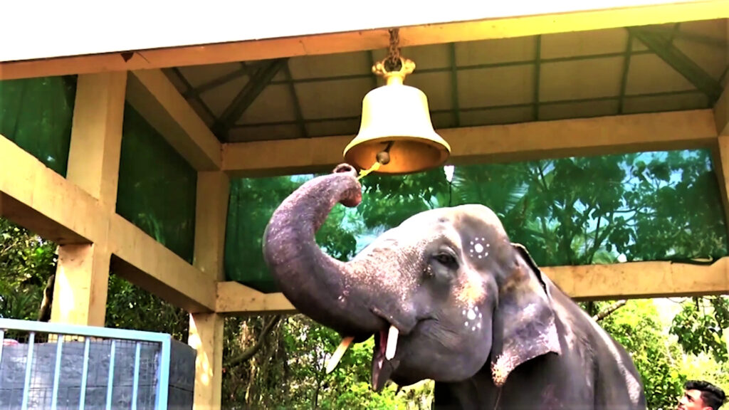 ελέφαντας-στην-ινδία-ξέρει-να-παίζει-π-994399
