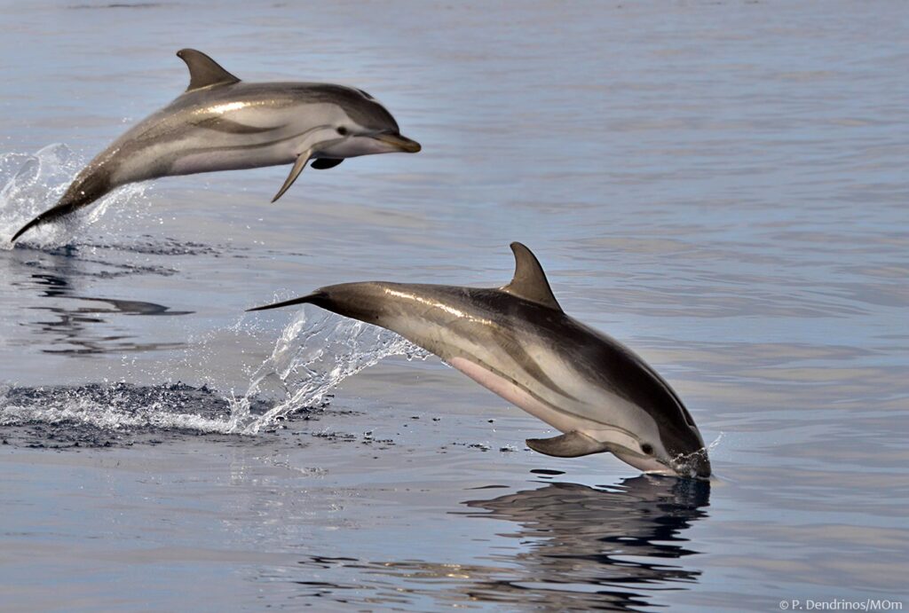 νέα-έρευνα-τα-δελφίνια-μιλάνε-στα-μωρά-1014338